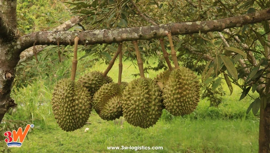 Quy trình thủ tục xuất khẩu sầu riêng sang Trung Quốc