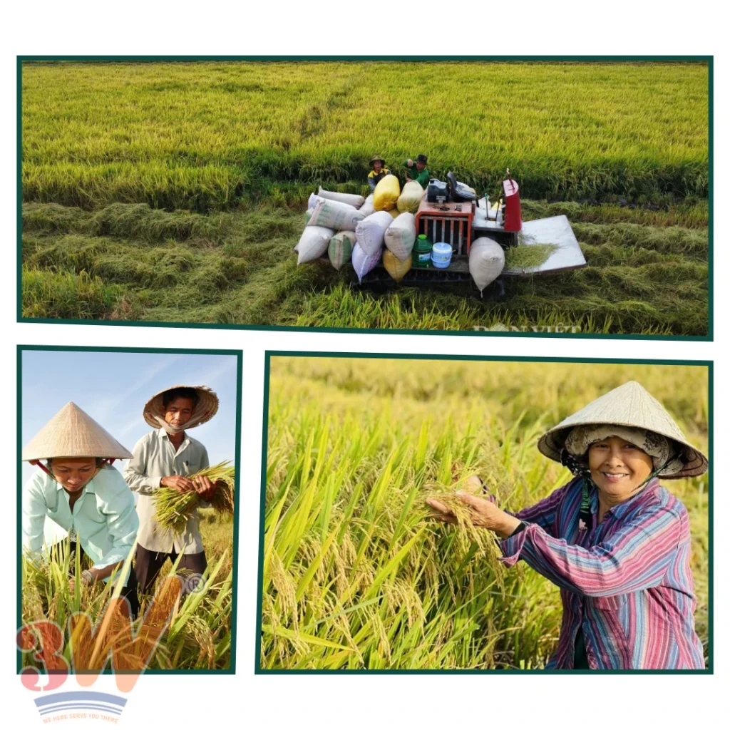 The latest procedures for exporting rice.