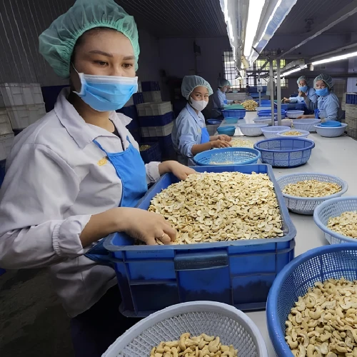 Cashew nut suppliers in Viet Nam 04