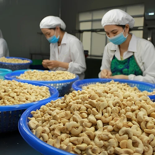 Cashew nut suppliers in Viet Nam 11