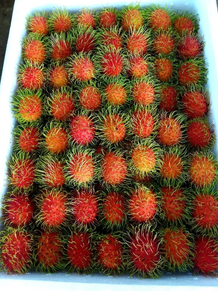rambutan export procedure to the U.S.