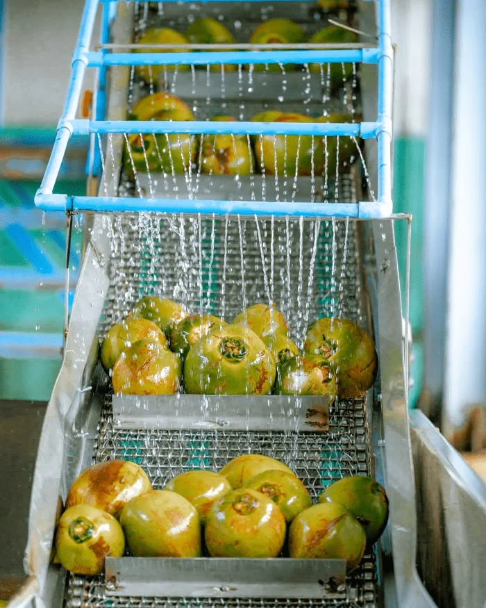 thủ tục xuất khẩu dừa tươi sang trung quốc