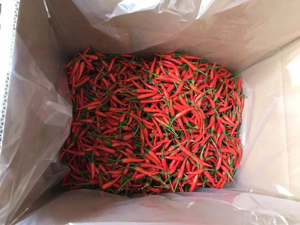 fresh chili pepper export procedure