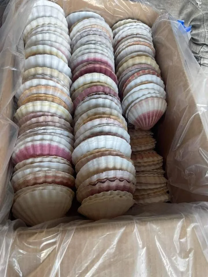 seashell export procedure