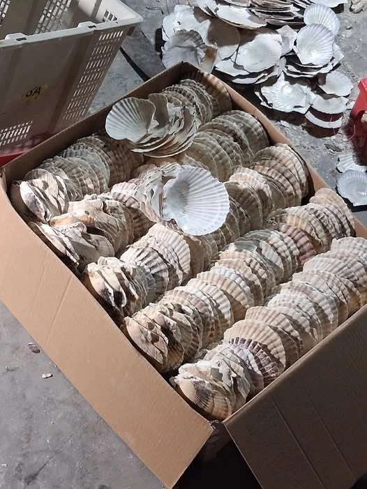 seashell export procedure