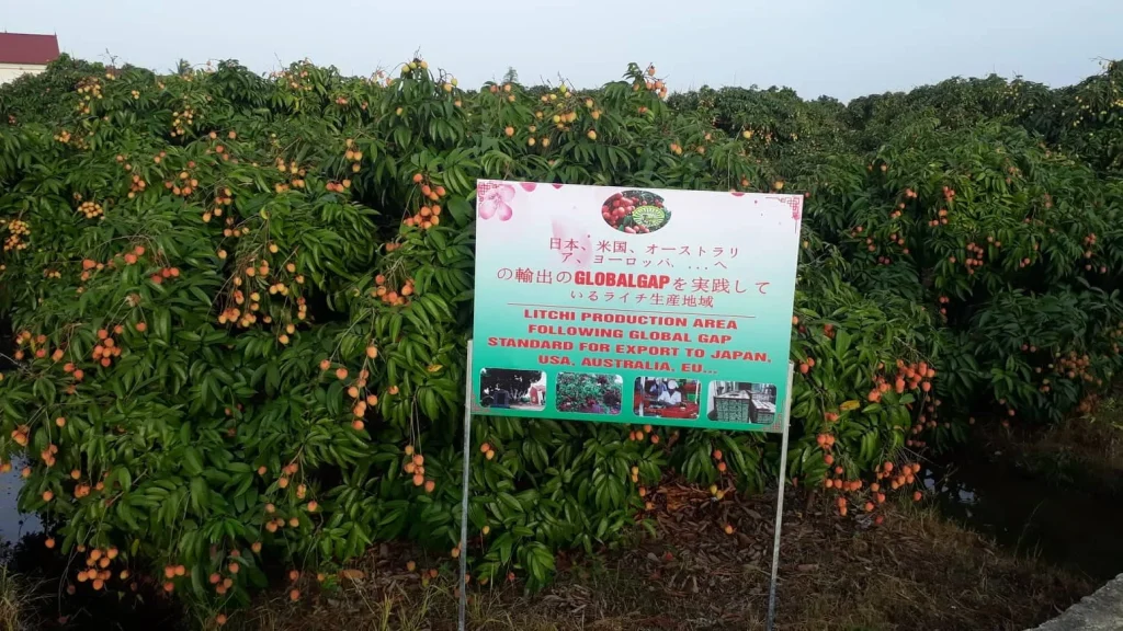 GlobalGAP-certified growing area for lychee export