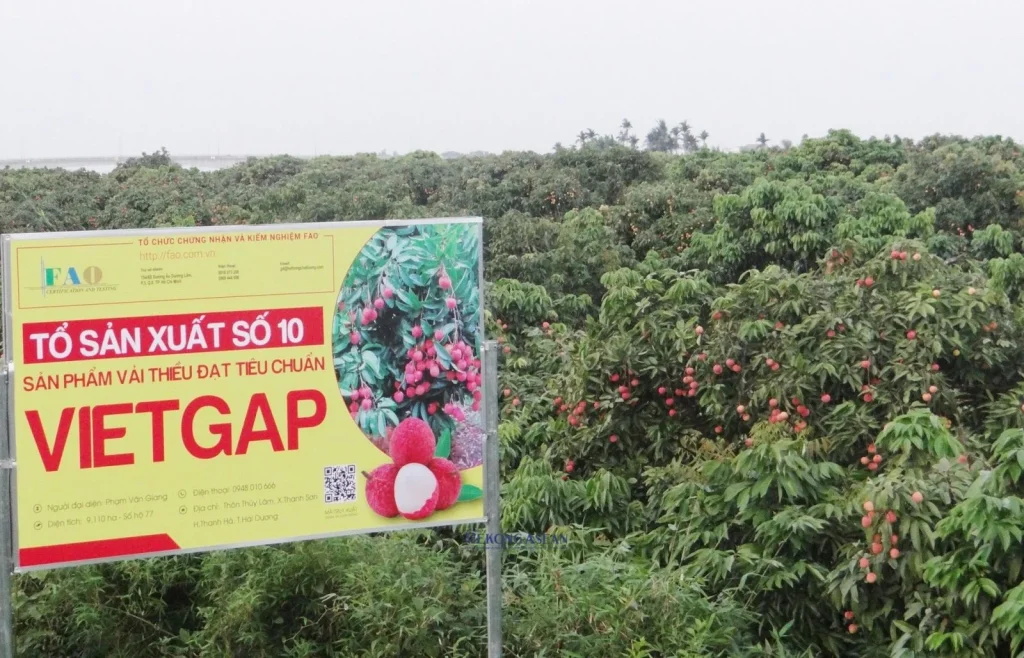 Certified growing area for lychee export