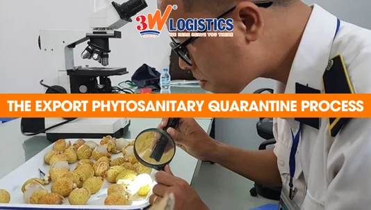The export phytosanitary quarantine process