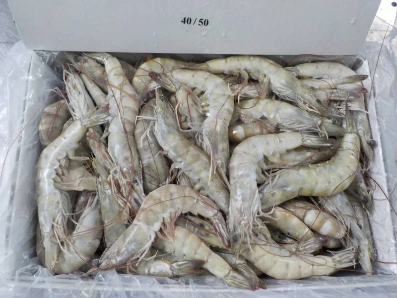 export shrimp packaging specifications