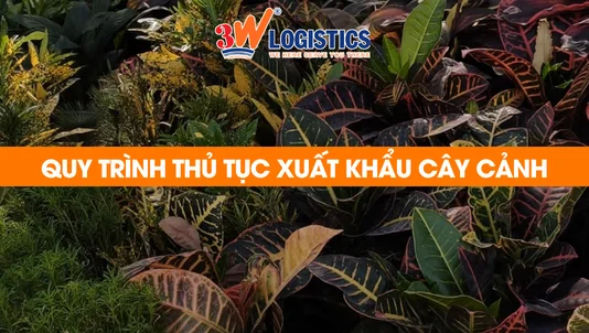 quy trình thủ tục xuất khẩu cây cảnh