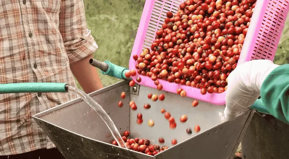 coffee export procedure