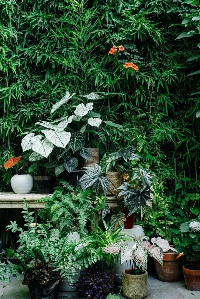 ornamental plant export procedure