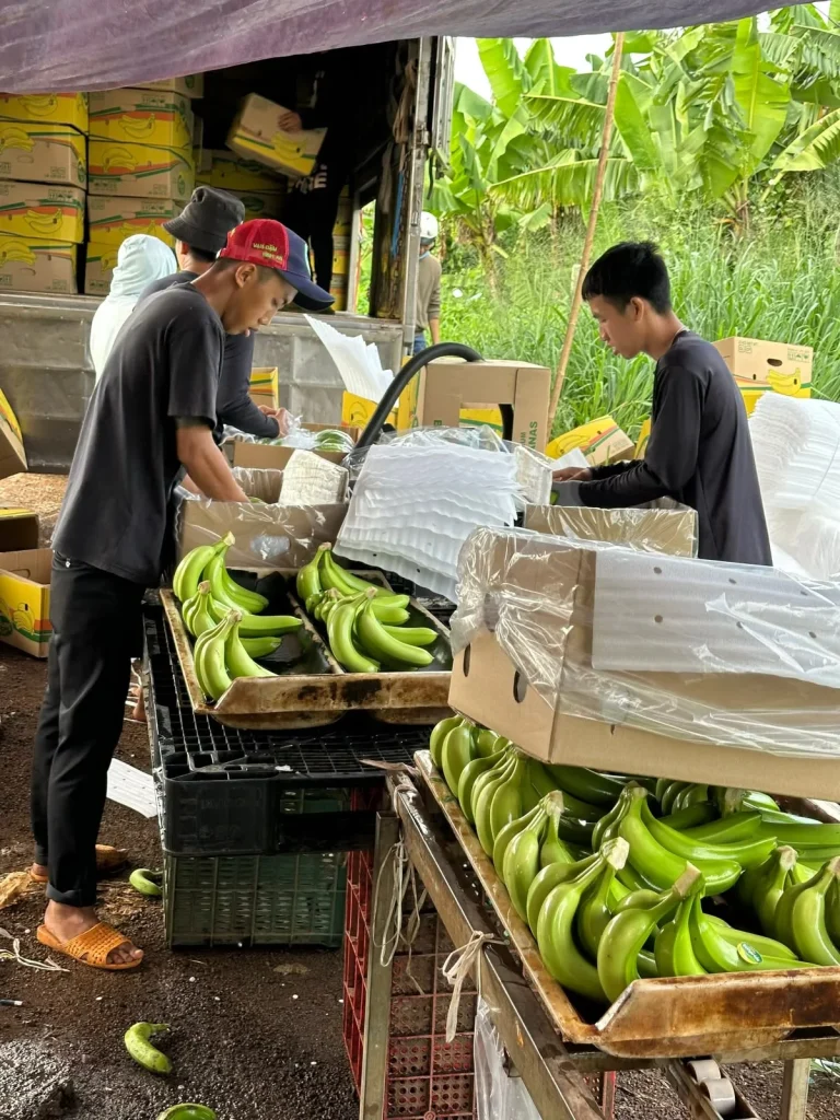 banana export procedure