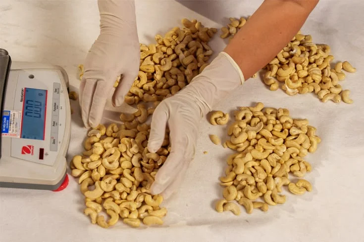 quality standards for exported cashew nuts